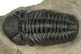 Phacopid (Morocops) Trilobite - Foum Zguid, Morocco #372432-1